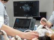 Tierarzt Moch Waghäusel, Tierarztpraxis Moch - GALLERY