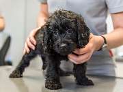 Tierarzt Moch Waghäusel, Tierarztpraxis Moch - GALLERY