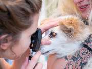 Tierarzt Nidderau, Tierarztpraxis an den Nidderwiesen - GALLERY