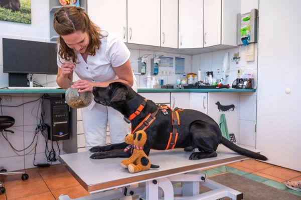 Tierarzt Nidderau, Tierarztpraxis an den Nidderwie …