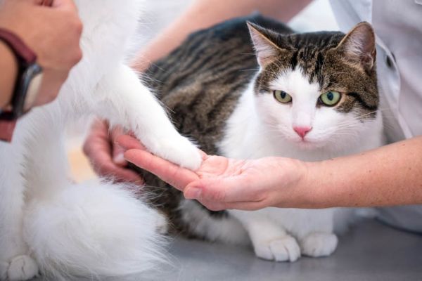 Tierarzt Nidderau, Tierarztpraxis an den Nidderwie …