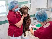 Tierarzt Nidderau, Tierarztpraxis an den Nidderwiesen - GALLERY