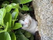 Tierarzt Pfaffenhofen | Dr. med. vet. Patrick Soffner - GALLERY