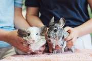Tierarzt Rheda Wiedenbrück, Tierarztpraxis Dr. Schepers - GALLERY