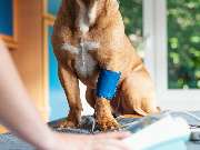 Tierarzt Rheda Wiedenbrück, Tierarztpraxis Dr. Schepers - GALLERY