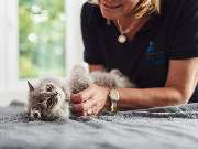 Tierarzt Rheda Wiedenbrück, Tierarztpraxis Dr. Schepers - GALLERY