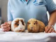 Tierarzt Rheda Wiedenbrück, Tierarztpraxis Dr. Schepers - GALLERY