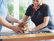 Tierarzt Rheda Wiedenbrück, Tierarztpraxis Dr. Schepers - GALLERY