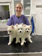 Tierarzt Salzkotten, Tierärztliche Praxis für Kleintiere - GALLERY