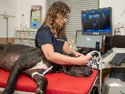 Tierarzt Saur Garmisch-Partenkirchen, Tierarztpraxis Dr. Saur - GALLERY