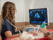 Tierarzt Saur Garmisch-Partenkirchen, Tierarztpraxis Dr. Saur - GALLERY