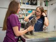 Tierarzt Saur Garmisch-Partenkirchen, Tierarztpraxis Dr. Saur - GALLERY