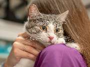 Tierarzt Saur Garmisch-Partenkirchen, Tierarztpraxis Dr. Saur - GALLERY