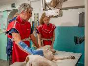 Tierarzt Saur Garmisch-Partenkirchen, Tierarztpraxis Dr. Saur - GALLERY