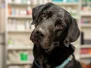 Tierarzt Saur Garmisch-Partenkirchen, Tierarztpraxis Dr. Saur - GALLERY