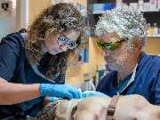 Tierarzt Saur Garmisch-Partenkirchen, Tierarztpraxis Dr. Saur - GALLERY