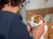 Tierarzt Saur Garmisch-Partenkirchen, Tierarztpraxis Dr. Saur - GALLERY