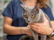 Tierarzt Saur Garmisch-Partenkirchen, Tierarztpraxis Dr. Saur - GALLERY