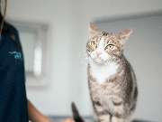 Tierarzt Schlüter Kiel, Tierarztpraxis Schlüter - GALLERY