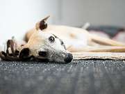 Tierarzt Schlüter Kiel, Tierarztpraxis Schlüter - GALLERY