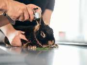 Tierarzt Schlüter Kiel, Tierarztpraxis Schlüter - GALLERY