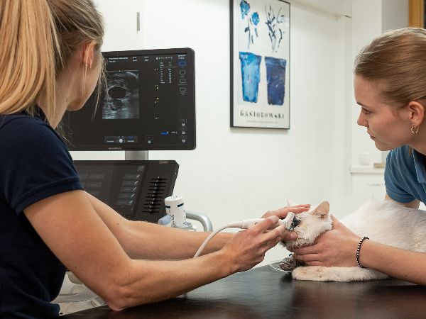 Tierarzt Steinbauer Scheuring, Tierarztpraxis Gut  …