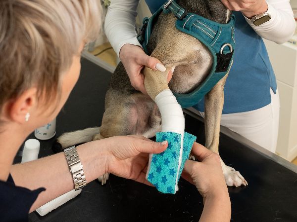 Tierarzt Steinbauer Scheuring, Tierarztpraxis Gut  …