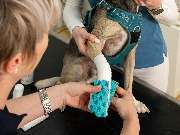 Tierarzt Steinbauer Scheuring, Tierarztpraxis Gut Lichtenberg - GALLERY