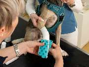 Tierarzt Steinbauer Scheuring, Tierarztpraxis Gut Lichtenberg - GALLERY