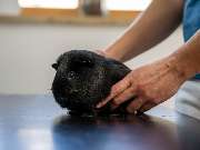 Tierarzt Steinbauer Scheuring, Tierarztpraxis Gut Lichtenberg - GALLERY