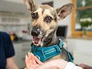 Tierarzt Steinbauer Scheuring, Tierarztpraxis Gut Lichtenberg - GALLERY