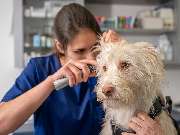 Tierarzt Stolberg, Tierarztpraxis am Breiniger Denkmal - GALLERY