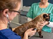 Tierarzt Stolberg, Tierarztpraxis am Breiniger Denkmal - GALLERY