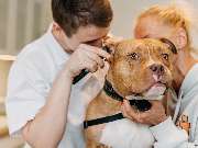 Tierarzt Stolle-Malorny & Vöster Berlin-Wilmersdorf - GALLERY