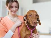 Tierarzt Stolle-Malorny & Vöster Berlin-Wilmersdorf - GALLERY