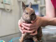 Tierarzt Stuttgart, Tierarzt Dr. Jörg Richter - GALLERY