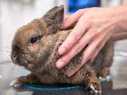 Tierarzt Stuttgart, Tierarzt Dr. Jörg Richter - GALLERY