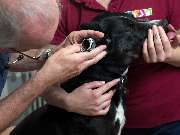 Tierarzt Stuttgart, Tierarzt Dr. Jörg Richter - GALLERY