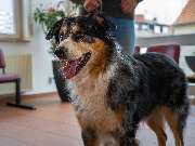 Tierarzt Süß Ludwigshafen, Tierarztpraxis Dr. Süß - GALLERY