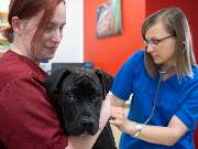 Tierarzt Süß Ludwigshafen, Tierarztpraxis Dr. Süß - GALLERY