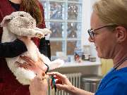 Tierarzt Süß Ludwigshafen, Tierarztpraxis Dr. Süß - GALLERY