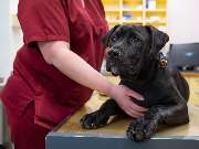 Tierarzt Süß Ludwigshafen, Tierarztpraxis Dr. Süß - GALLERY