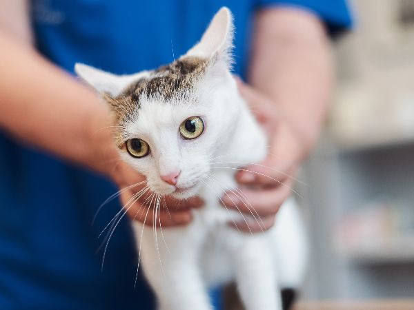 Tierarzt Unterlüß, Heidjer Vets Unterlüß - GALLERY