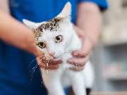 Tierarzt Unterlüß, Heidjer Vets Unterlüß - GALLERY