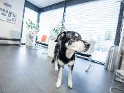 Tierarzt Villforth Heilbronn, Kleintierpraxis Dr. Yvonne Villforth - GALLERY
