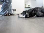 Tierarzt Villforth Heilbronn, Kleintierpraxis Dr. Yvonne Villforth - GALLERY