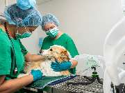 Tierarzt Vlotho, Tierarztpraxis am Roseneck - GALLERY