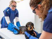 Tierarzt Vlotho, Tierarztpraxis am Roseneck - GALLERY