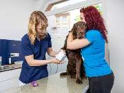 Tierarzt Vlotho, Tierarztpraxis am Roseneck - GALLERY