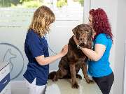 Tierarzt Vlotho, Tierarztpraxis am Roseneck - GALLERY